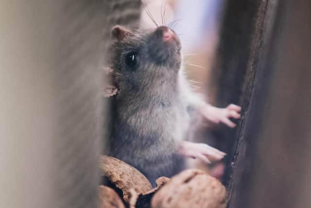 Vermin: Rats were one of the leading causes of requests to the Harrogate Borough Council pest control services over the last four years.