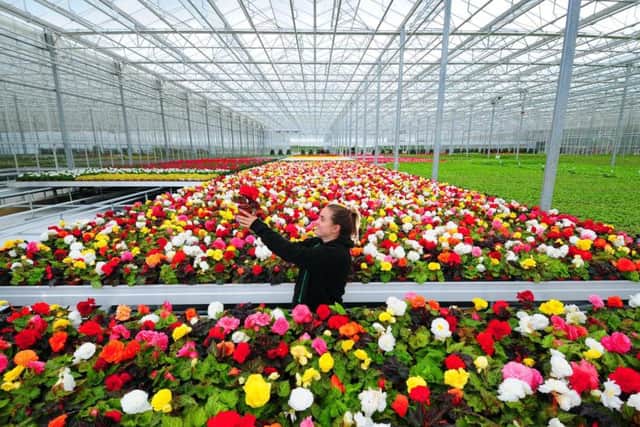 Thousands of begonias are grown at The Arium