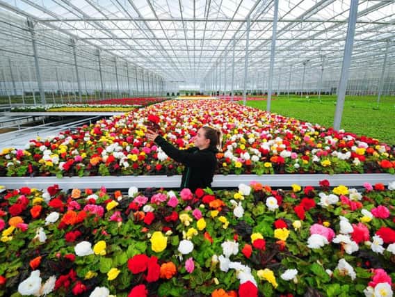 Thousands of begonias are grown at The Arium