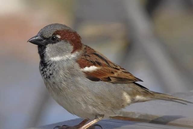 House sparrow