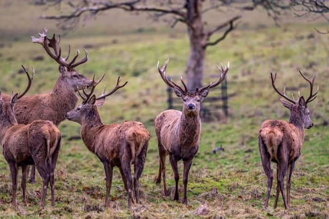 File image on deer.