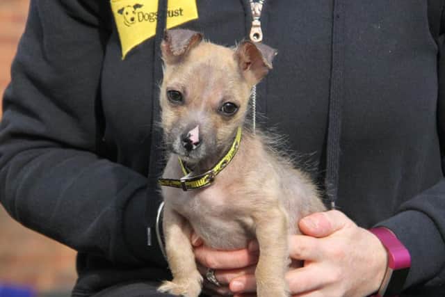 Hockney had a skin disease when he was found which caused him to lose his fur but it is now starting to grow back. Photo: Dogs Trust Leeds.