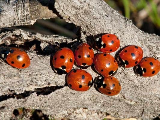 Last year the UK experienced a sudden influx of STD-carrying ladybirds - and now theyre back.
