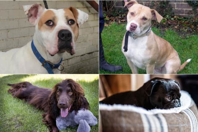 These are the top 10 most stolen dog breeds in Yorkshire, according to ...