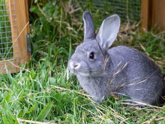 Rabbit Viral Haemorrhagic Disease 2 (RVHD2) is a highly infectious and potentially fatal virus strain, which is currently sweeping the UK.