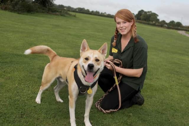 Harley getting ready for a walk with team member Kat Wimbles (Photo: Dogs Trust Leeds).