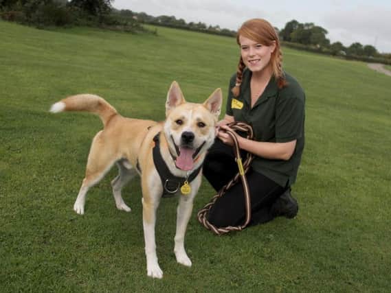 Harley getting ready for a walk with team member Kat Wimbles (Photo: Dogs Trust Leeds).