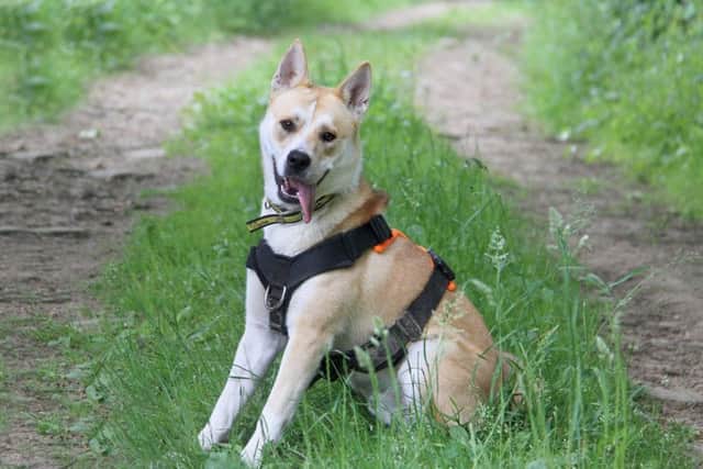 Harley would love to be the only dog in his new home so he can lap up all the love (Photo: Dogs Trust Leeds).