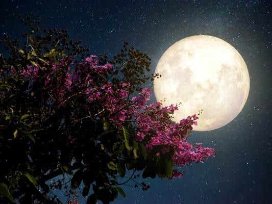 The name is derived from one of the first flowers to bloom in spring, known as the Wild Ground Phlox.