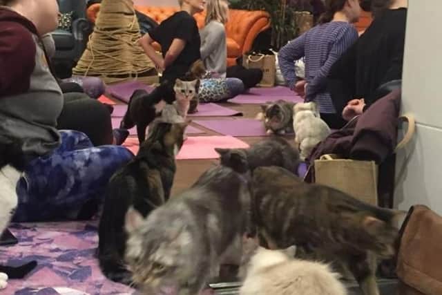 The cat yoga class in full swing (pic: Kitty Cafe Facebook)