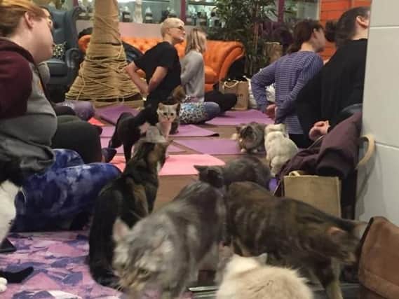 The cat yoga class in full swing (pic: Kitty Cafe Facebook)