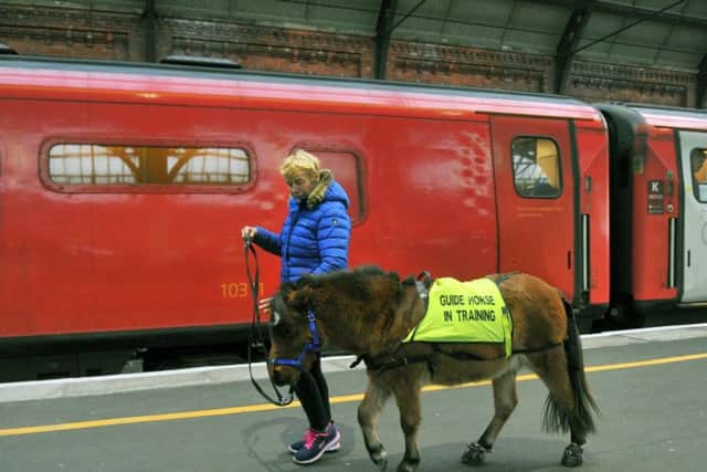 Katy Smith from Northallerton training Digby the Guide Horse at Darlington railway station as Digby walks by a London Kings Cross bound train.