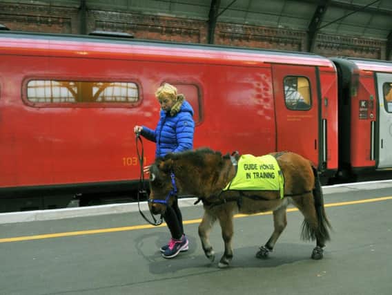 Katy Smith from Northallerton training Digby the Guide Horse at Darlington railway station as Digby walks by a London Kings Cross bound train.