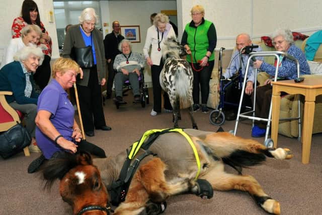 Residents at the RNIB Tate House in Harrogate look on as 'Digby' a Guide Horse has a roll when he visited.