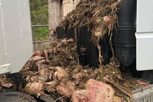 Chicken and turkey carcasses reloaded back on the truck (Photo: @WYP_TrafficDave).
