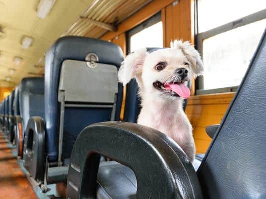 The National Rail Conditions of Travel states that animals are not allowed on seats in any circumstances.