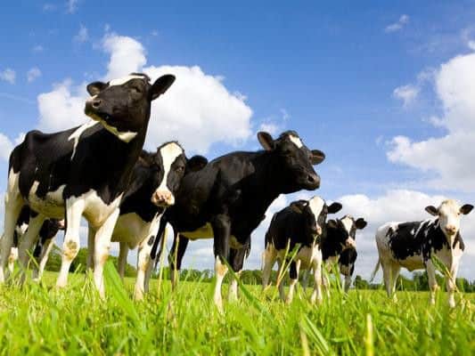 The National Rail Conditions of Travel states that livestock and non-domestic animals cannot be carried in any circumstances