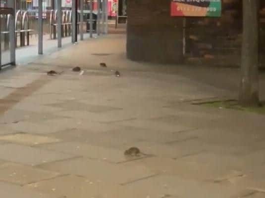 Tim Hattrell stopped to film the rats near the Corn Exchange.