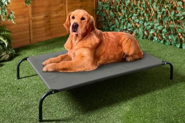 This dog sun lounger is being sold by B&M (Photo: B&M)