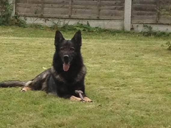 Odin, who sadly passed away earlier in May. PIC: Fireside K9