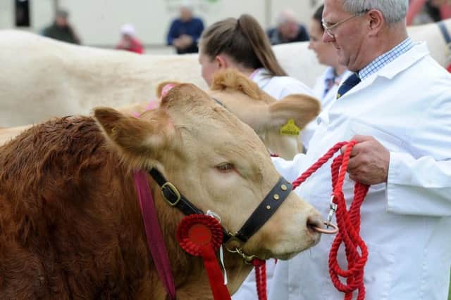 There were 290 entries of cattle at the 210th Otley Show. Picture by Simon Hulme.