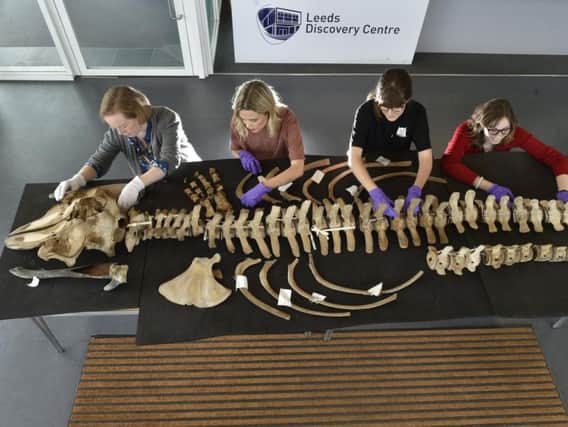 The pilot whale will be hung from the ceiling of Leeds City Museum later this year