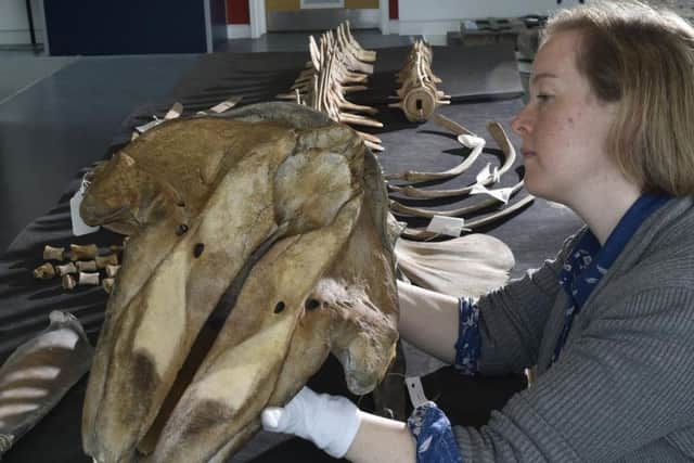 Clare Brown, Leeds Museums and Galleries curator of natural sciences, inspects the whale.
