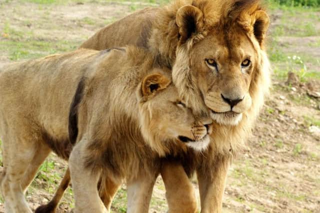Super animals like these lions also on view at Yorkshire Wildlife Park