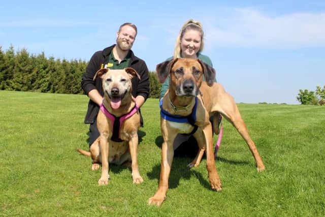 Inseparable Rosie and Jim are pictured with canine carers Kieran Redgwick and Danielle Elliott