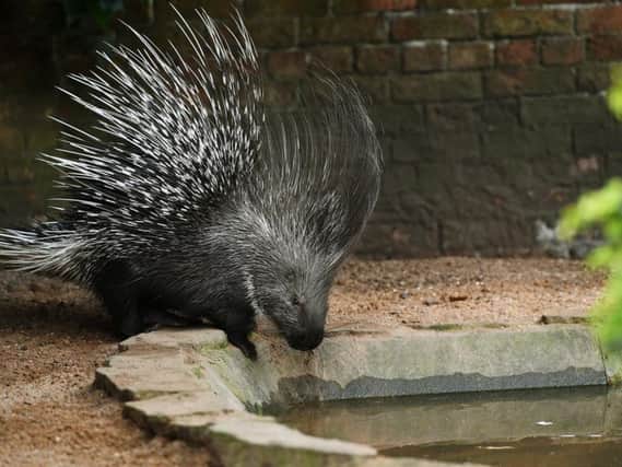 One of the two African Crested Porcupine, in their new home at Lotherton Hall, near Leeds.