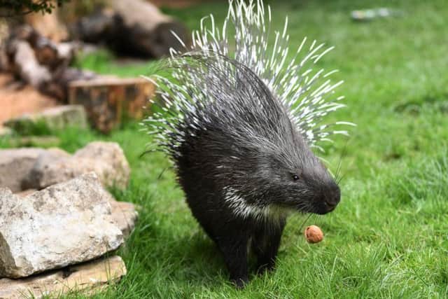 One of the porcupines about to tuck into his favourite snack  - a walnut.