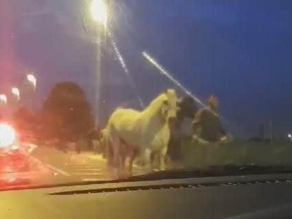 Horses being rounded up on Gelderd Road last night.