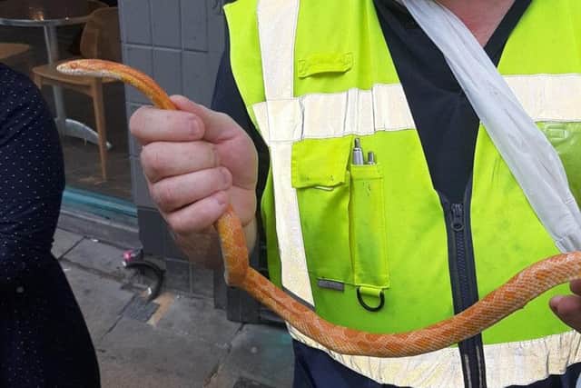The corn snake was found in New Briggate (Photo: Phil Marsden).