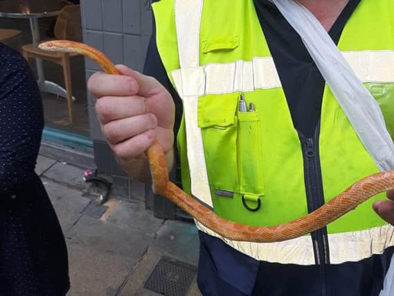 The corn snake was found in New Briggate (Photo: Phil Marsden).