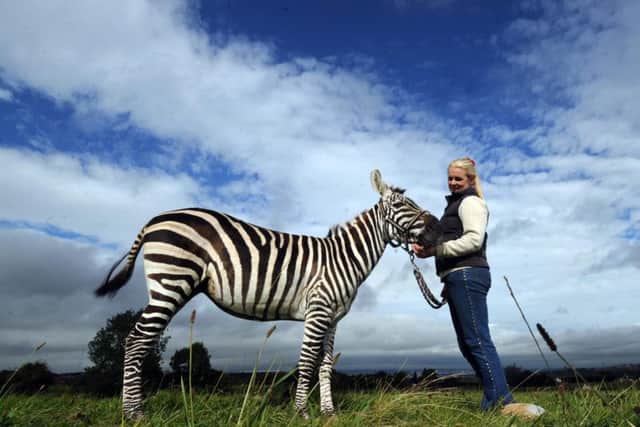The Circus Mondao has raised criticism for using a zebra and camels in its shows