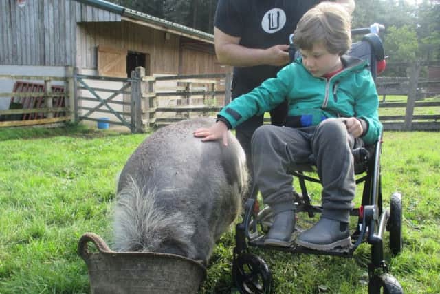 FARM: A youngster pets a farmyard animal on an organised trip.