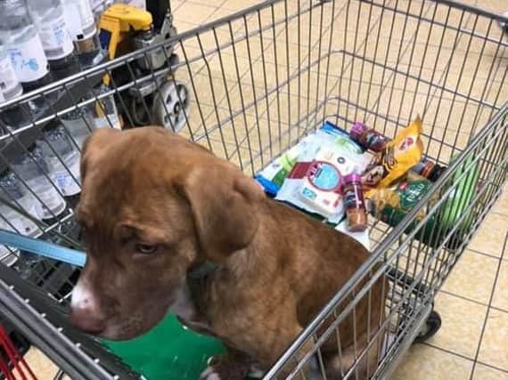 The picture Mr Pearson shared of his dog in the trolley.
