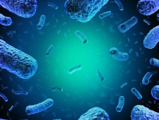 Listeria is a type of bacteria which infects humans and some animals through contaminated food.