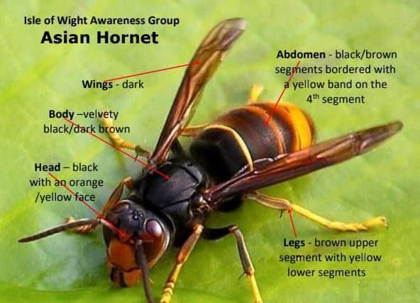 How to spot an Asian hornet photo supplied by experts.