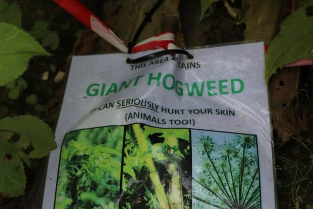 Warning signs have been put up around the Giant Hogweed near the River Aire.
