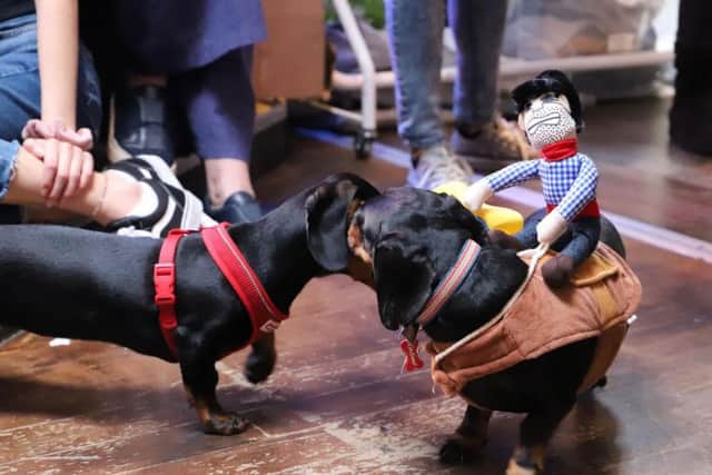 Sausage dogs at the Daschund 'Pup-Up' party