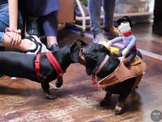 Sausage dogs at the Daschund 'Pup-Up' party