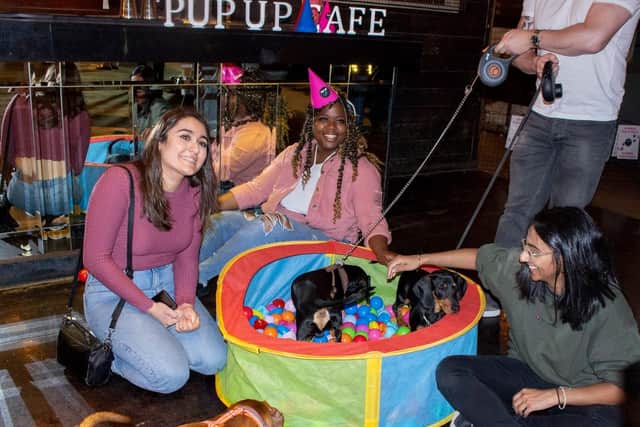 Daschunds enjoy a doggy ball pool at the 'Pup-Up' cafe