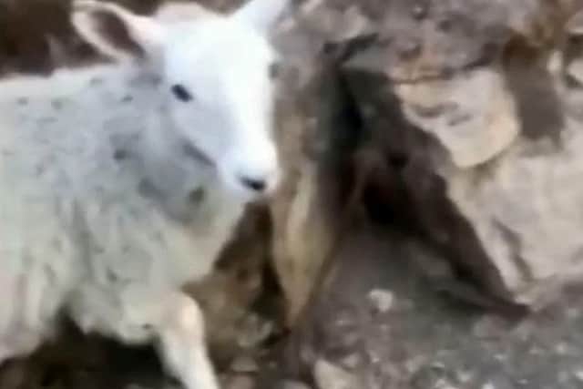 The sheep which was stolen