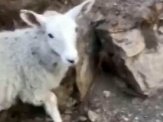 The sheep which was stolen