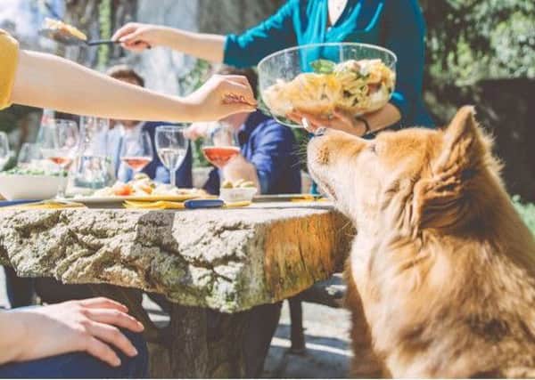 Did you know that some staple barbecue treats may actually pose a danger to your dog?