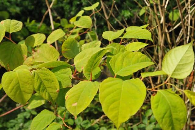 Leeds is the top ten locations of cities most affected by the destructive Japanese knotweed.
