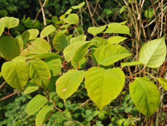 Leeds is the top ten locations of cities most affected by the destructive Japanese knotweed.