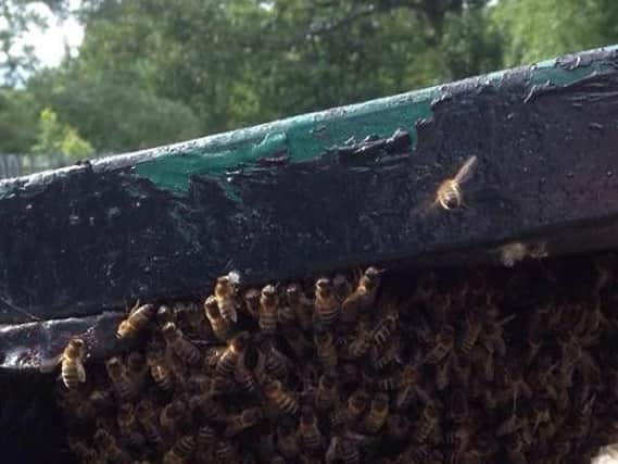 Swarm of Bees - LongJohn Von Hulkenberg
