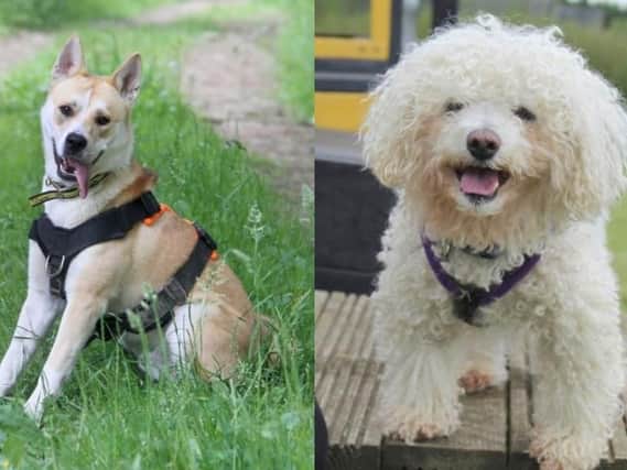 These adorable rescue pups and dogs are all desperately seeking a permanent, loving new home in Leeds